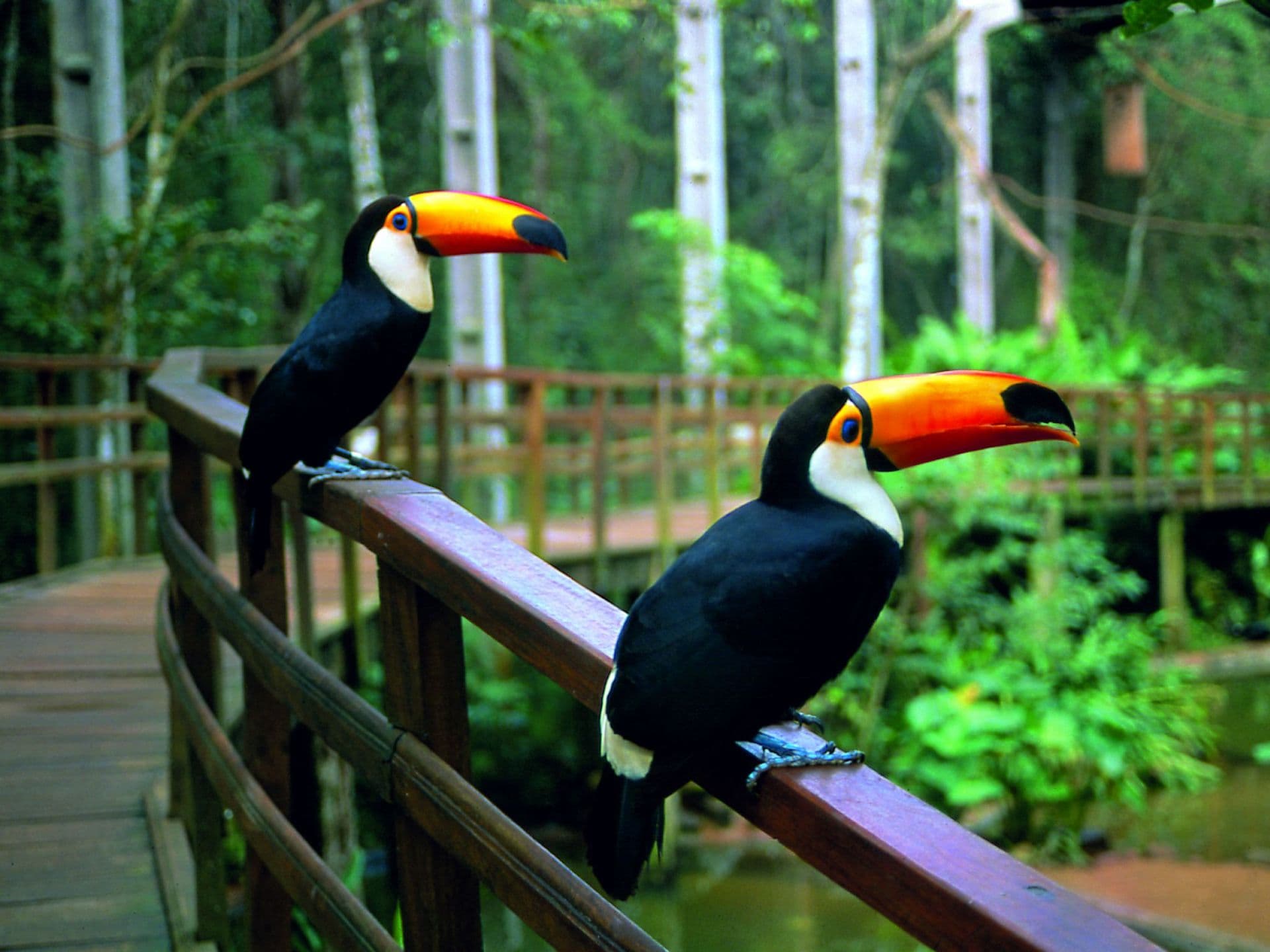 bird park