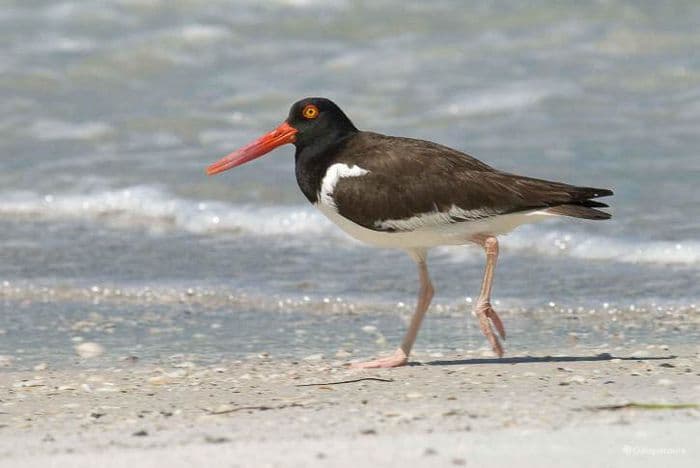 American Oystercatcher