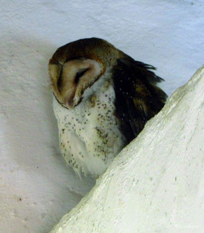 Galapagos Barn Owl