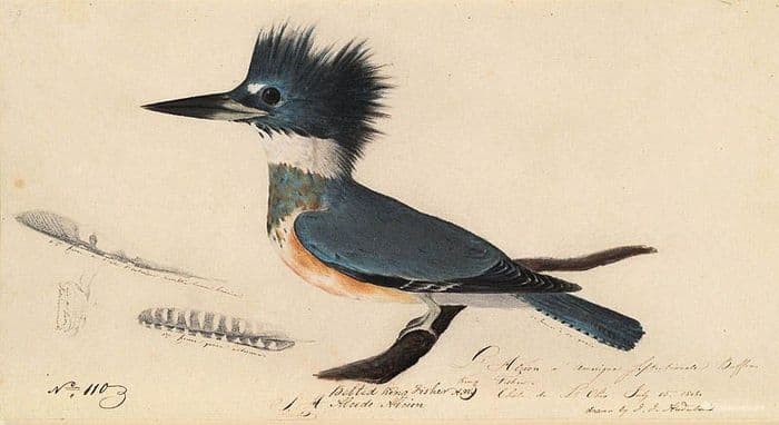 Belted Kingfisher