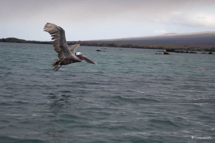 Brown Pelican