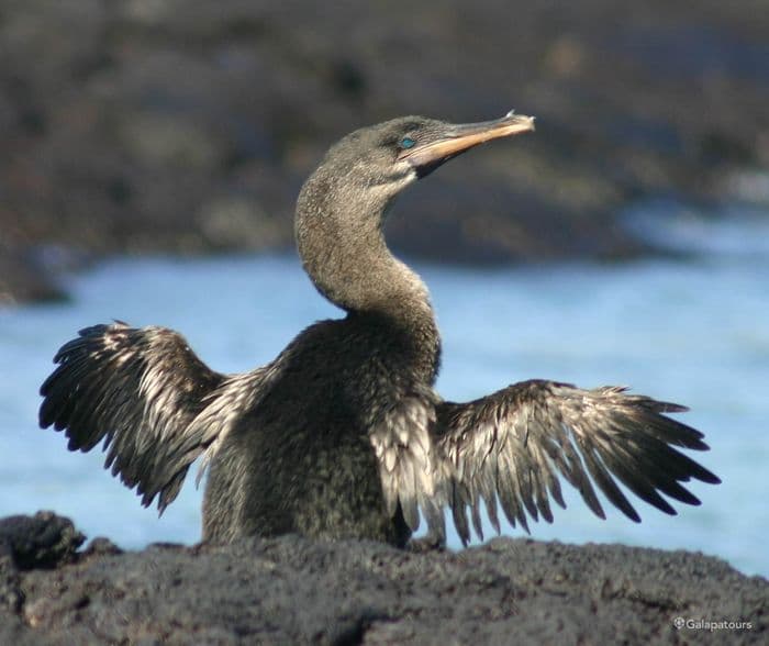 Flightless Cormorant