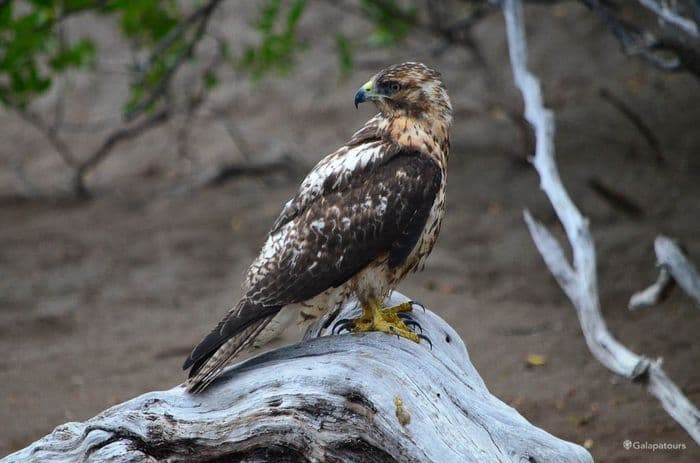 Galapagos Hawk