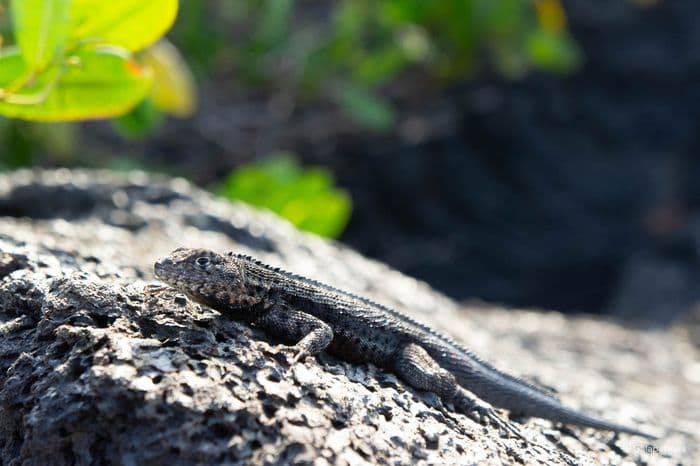 Galapagos Lava Lizard