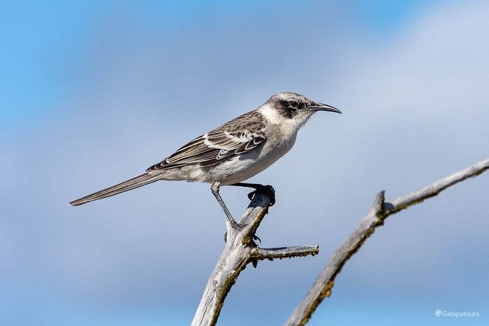 Galapagos Mockingbird