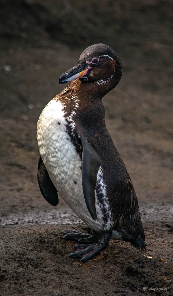 Galapagos Penguin