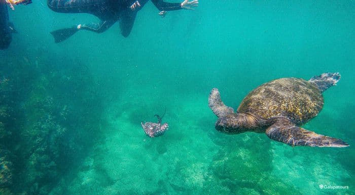 Galapagos Green Turtle