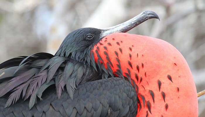 Galapagos Frigatebirds