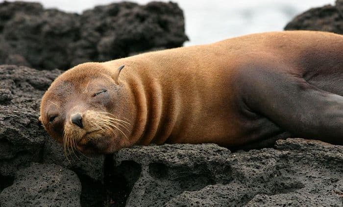 Galapagos Fur Seal