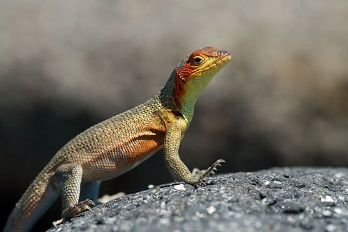 Galapagos Lava Lizard