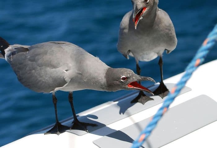 Galapagos Lava Gull