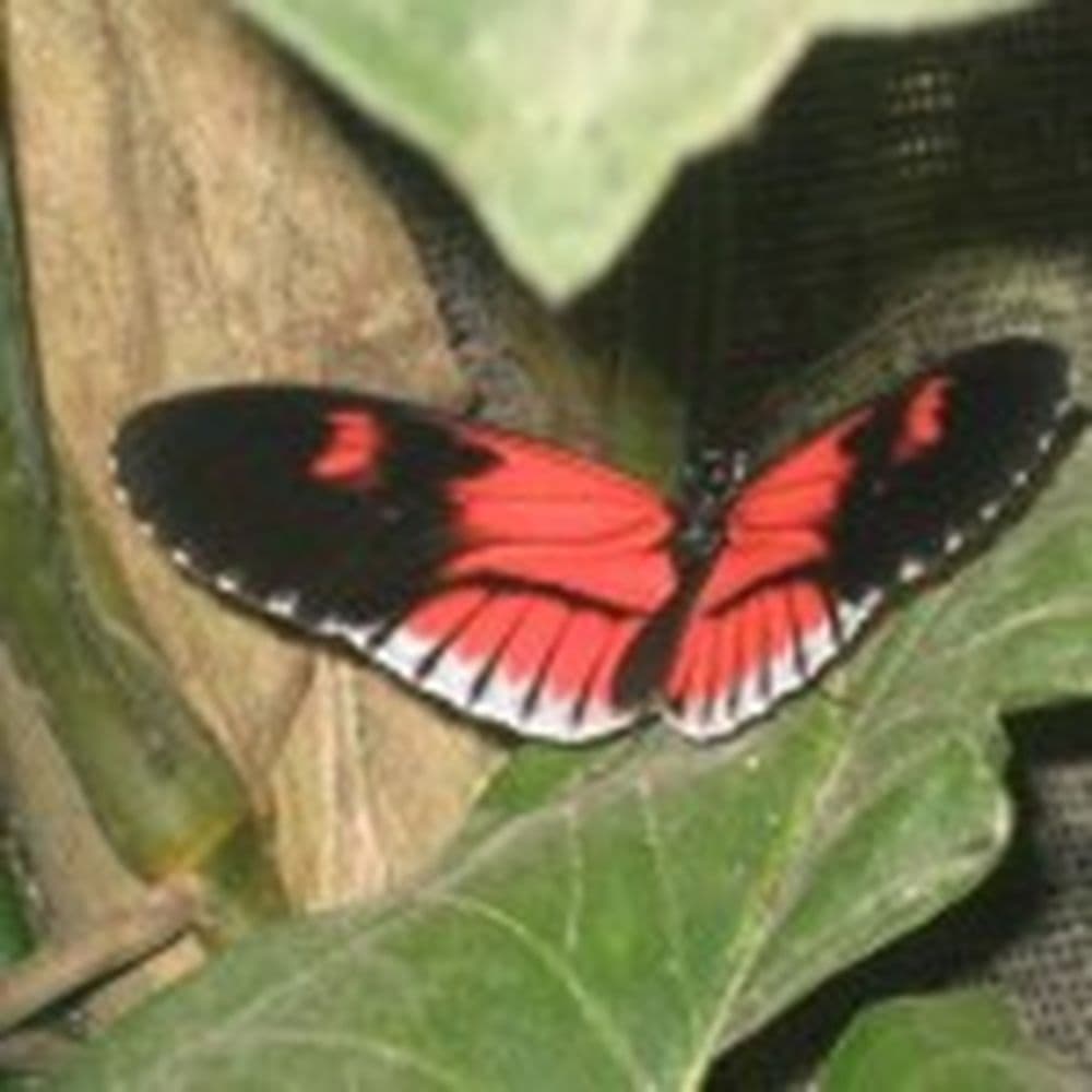 Mindo 1 -440-150x150