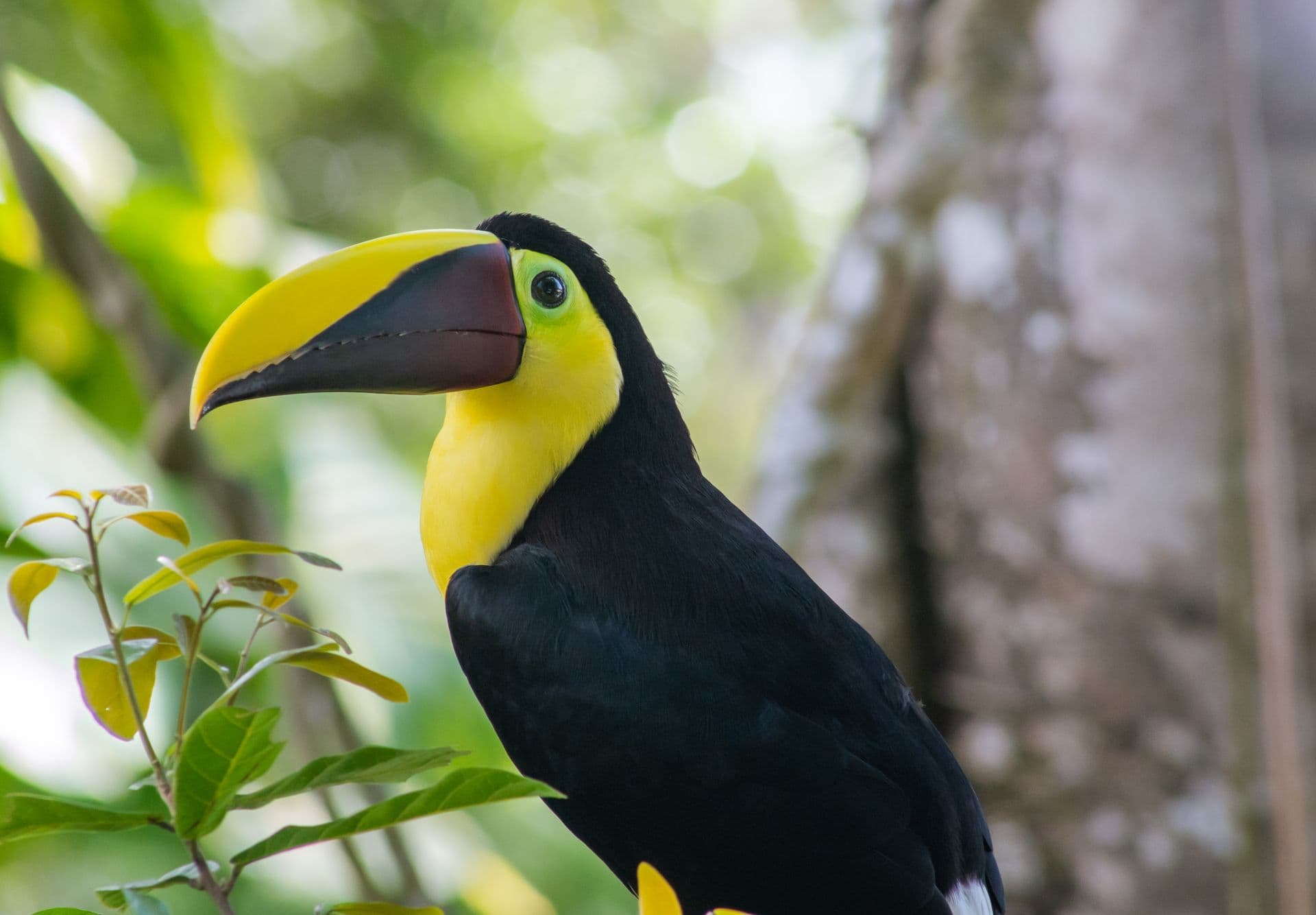 toucan