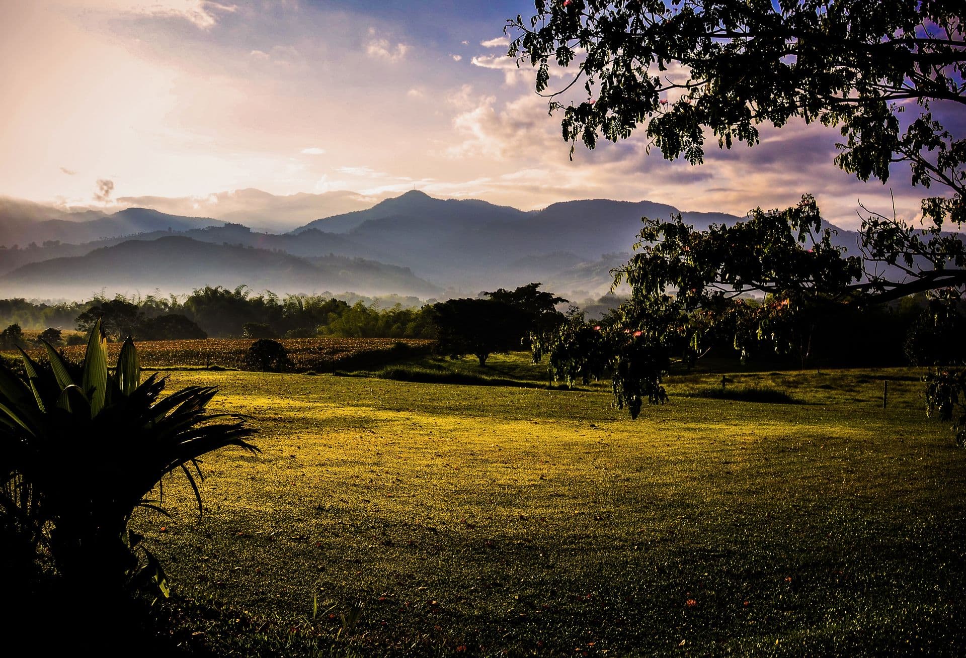 Coffee Region Cauca