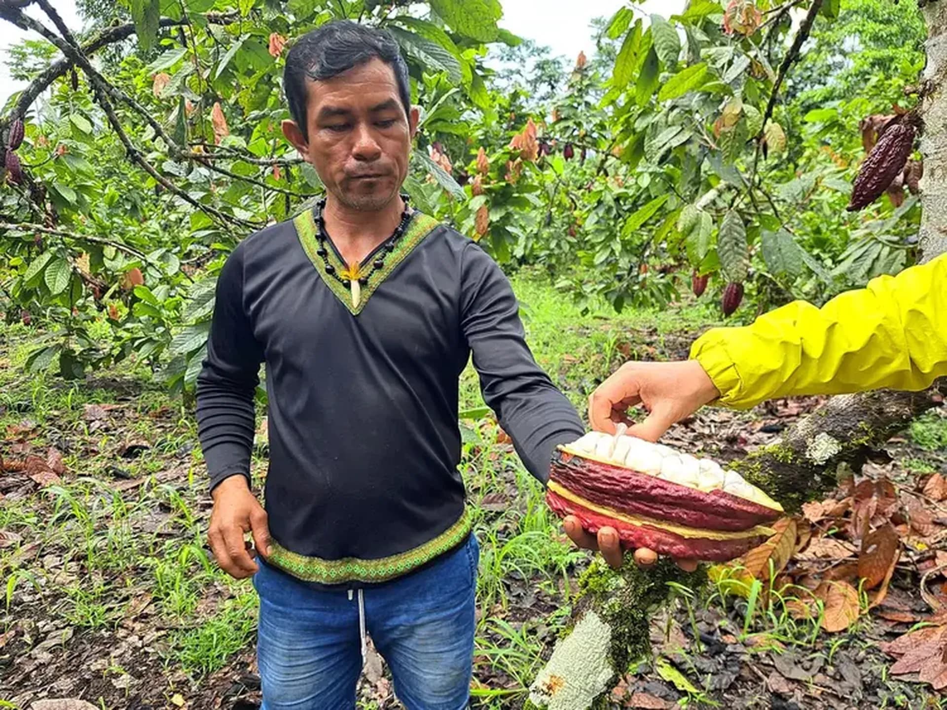 Cacao_Sinchi Warmi