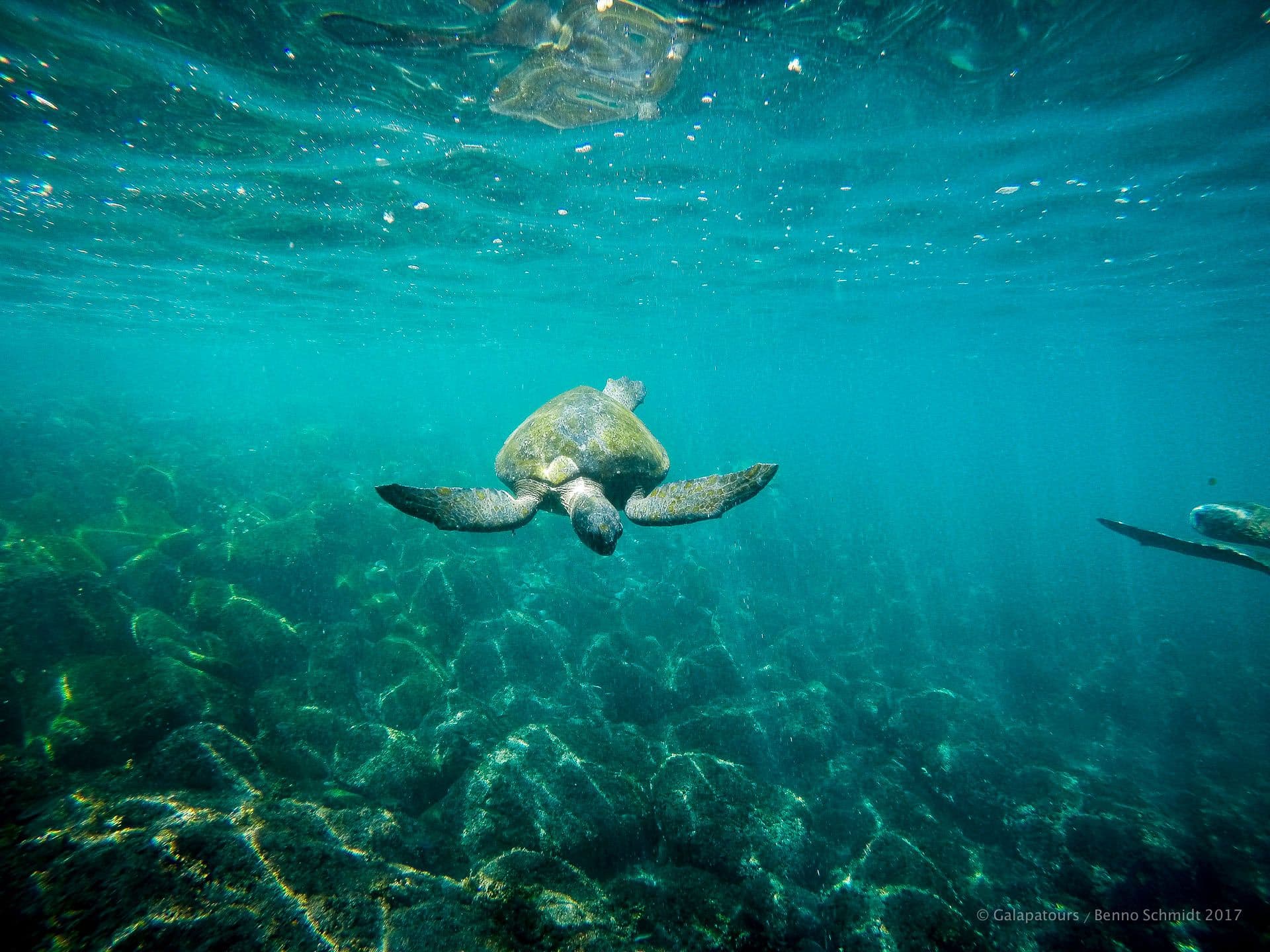Isabela - Punta Albemarle- samba galapagos cruise - gal0052