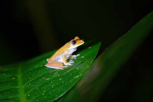 grenouille tropicale