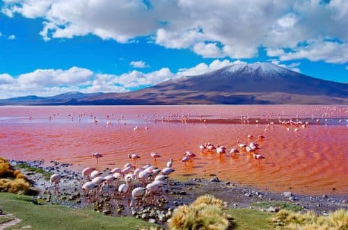 Laguna colorada Bolivia