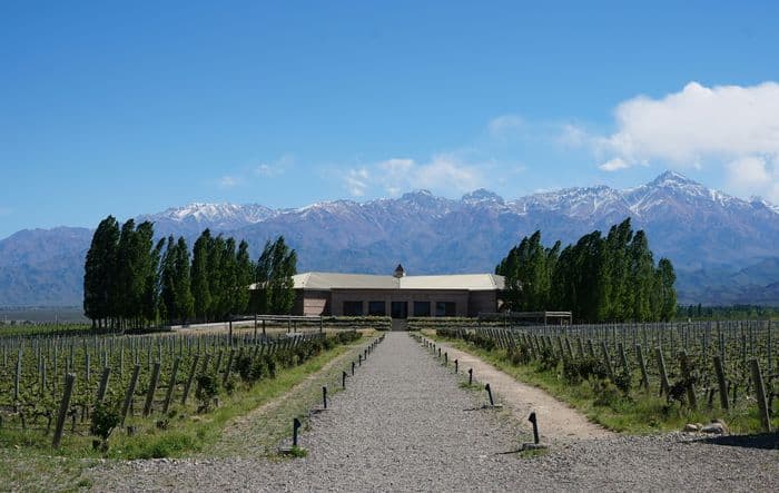 Mendoza vineyard