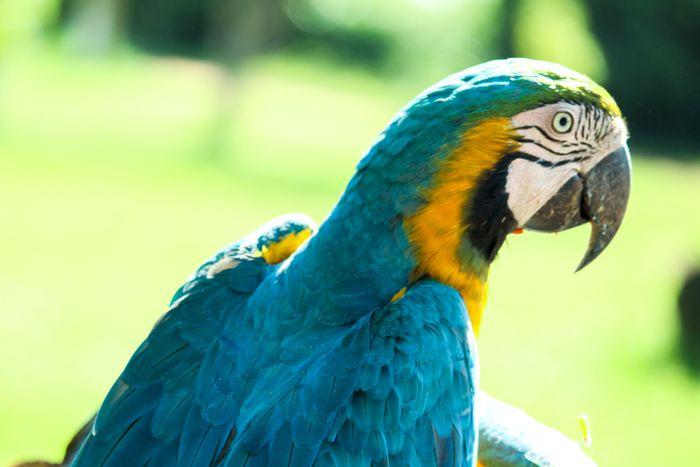 Brazil Parrot