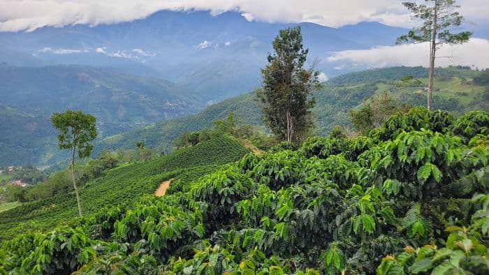 Coffee Farm Hacienda Santa Ana