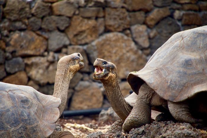 Galapagos Turtle