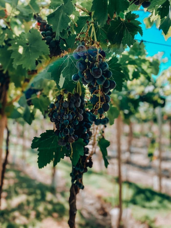 Mendoza wine