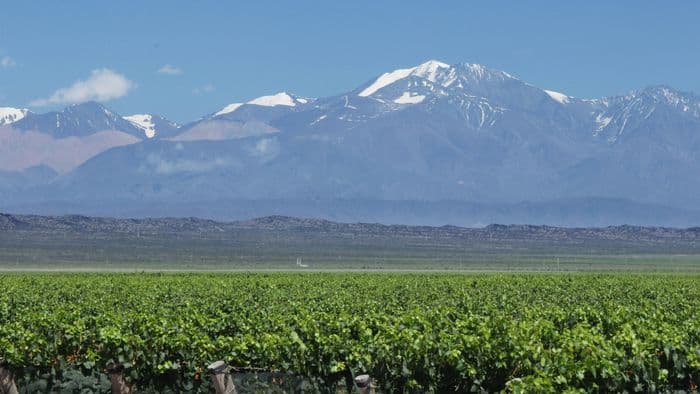 Mendoza vineyard