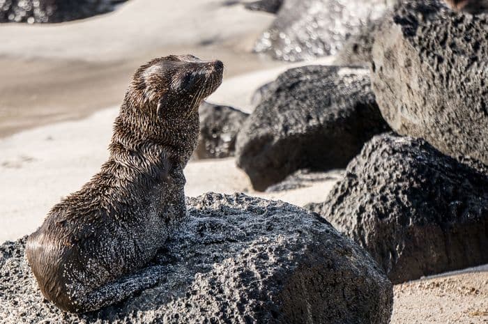 espanola - la pinta yacht galapagos cruise - gal0104
