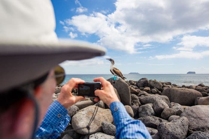 Blue-Footed Booby