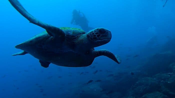 Galapagos Darwin's Arch Darwin's Tower Diving