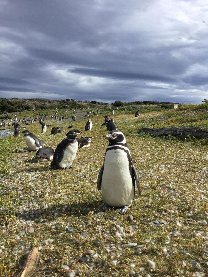 Magelllan-Pinguine auf der Isl