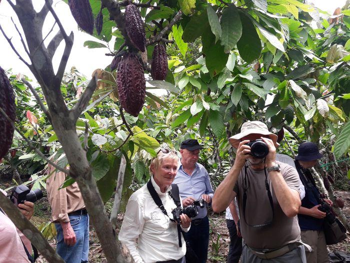 Kakaoplantage auf der Kakao-Ro