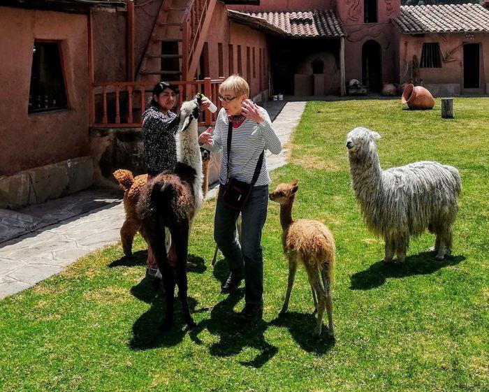 Vicuña, Alpaca und Lama,... Be