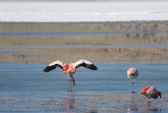 Viele Flamingos treffen wir in