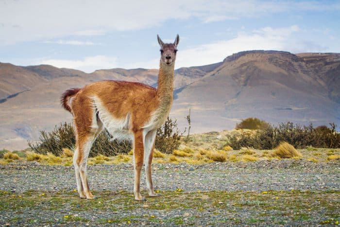 viventura-patagonia-6