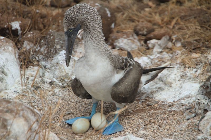 fauna, galapagos