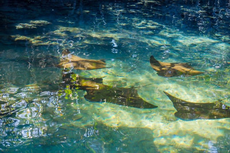 Isabela - Elisabeth Bay - Punta Moreno -  samba galapagos cruise - gal0052